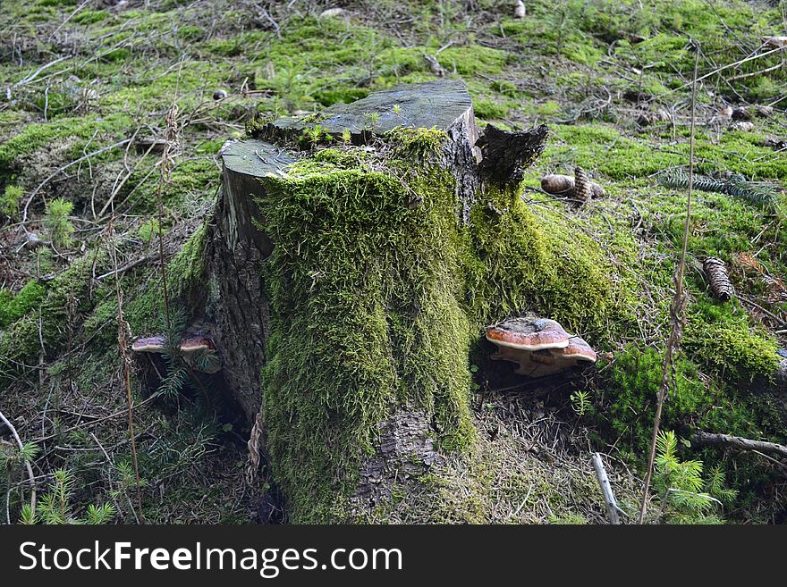 Stump in the forest, overgrown with green moss. Stump in the forest, overgrown with green moss