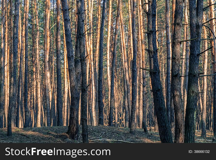 Ukrainian pinewood with pines shined by sun on the background. Ukrainian pinewood with pines shined by sun on the background