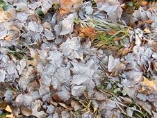 Leaves Covered In Frost Stock Images Leaves Covered In Frost Stock Images