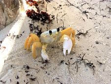 Beach Crab Stock Image