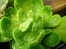 Cactus With Water Drops Stock Photos Cactus With Water Drops Stock Photos