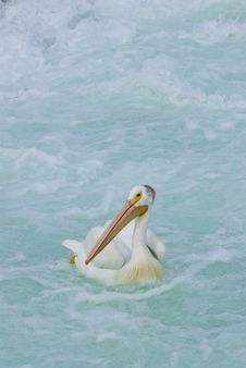 Single Pelican On Water Stock Photography Single Pelican On Water Stock Photography