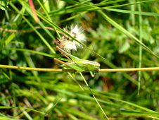 Grass Royalty Free Stock Images