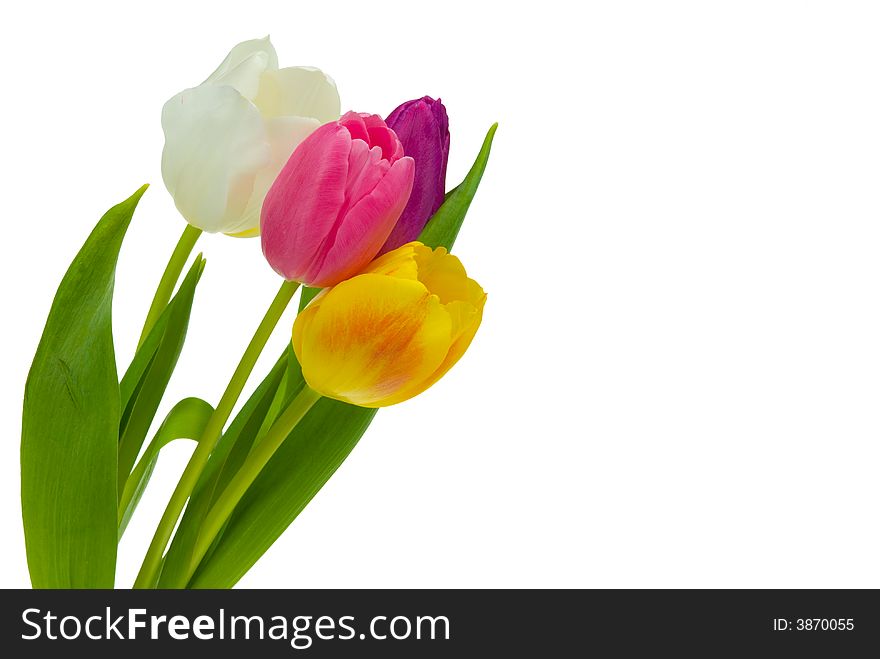 Colorful tulips isolated on a white background with of room to write