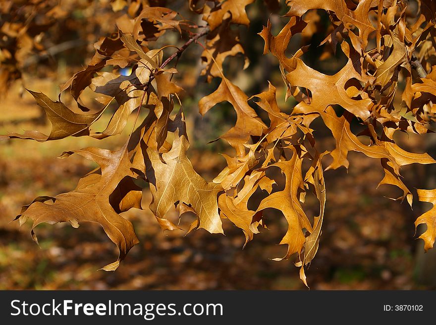 Brown leaves at autumn. Sochi.