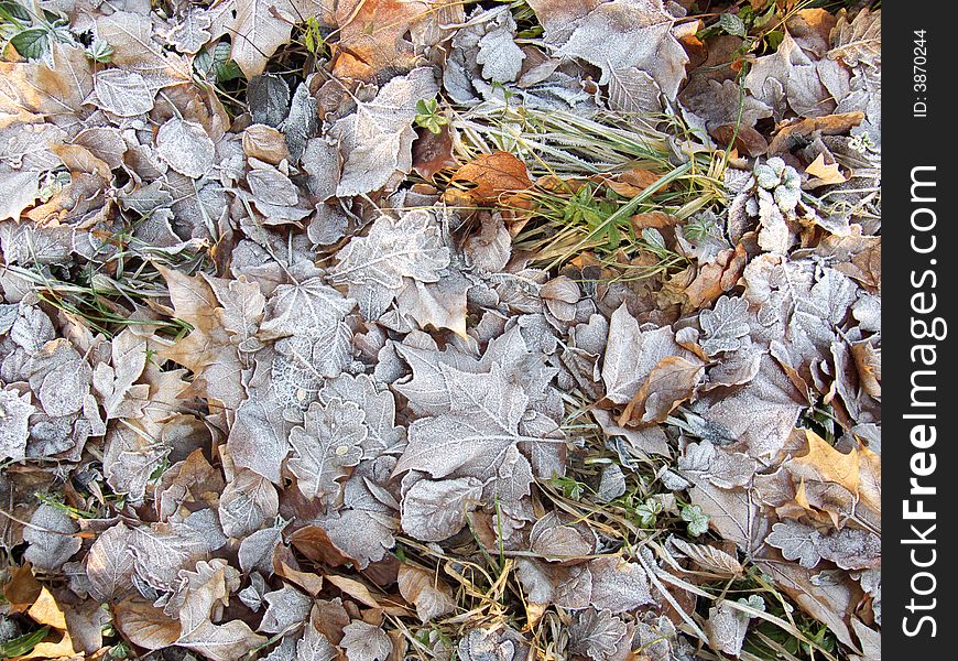 Leaves covered in frost and grass close up