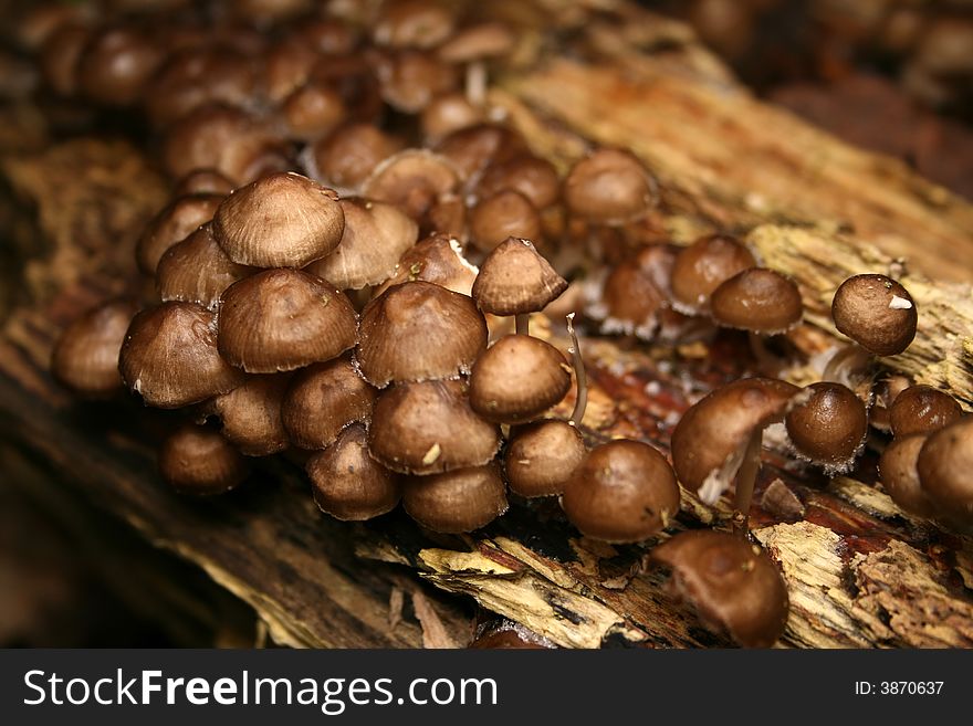 Mushrooms in forest, close - up shot