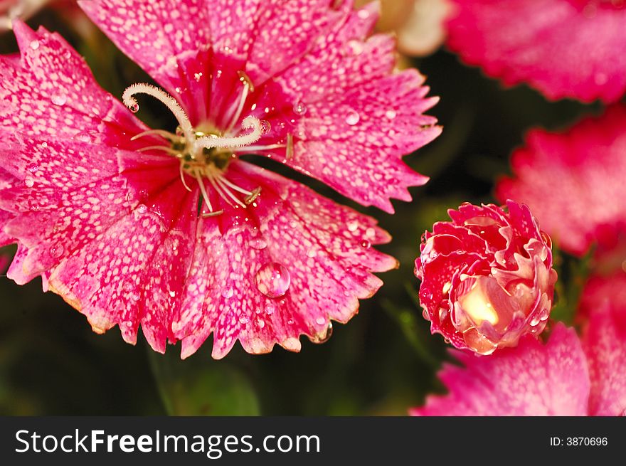 Drop And Flower