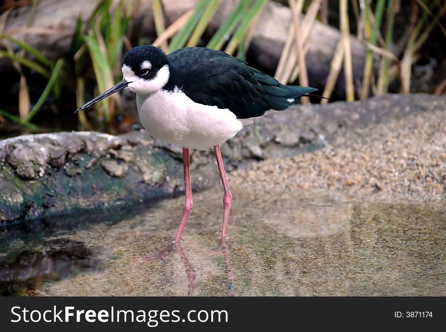 The Black-Necked Stilt is found in the San Francisco Bay wetlands, California. The Black-Necked Stilt is found in the San Francisco Bay wetlands, California