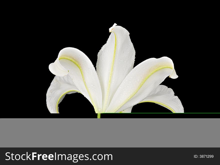 Close-up Rear View of a White Lily on Black Background with Water Droplets. Close-up Rear View of a White Lily on Black Background with Water Droplets
