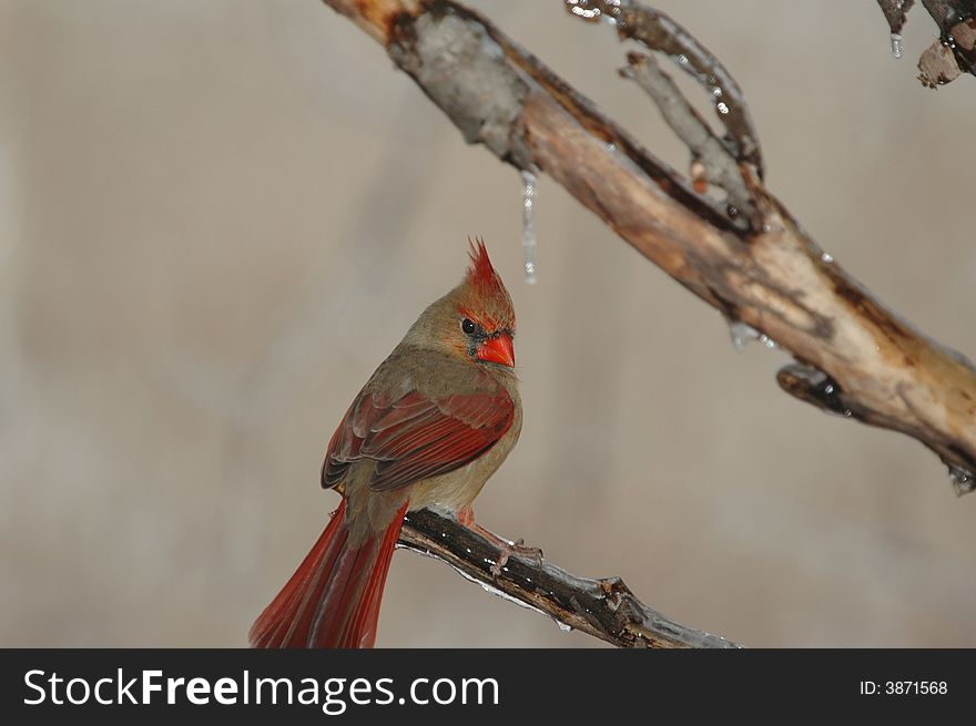 The female red bird is sill pretty but lacks the bright red coloring of the male. The female red bird is sill pretty but lacks the bright red coloring of the male.