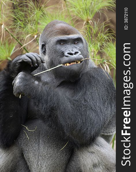 A male Western Lowland Gorilla can stand 6 feet tall and weigh almost 450 lbs.