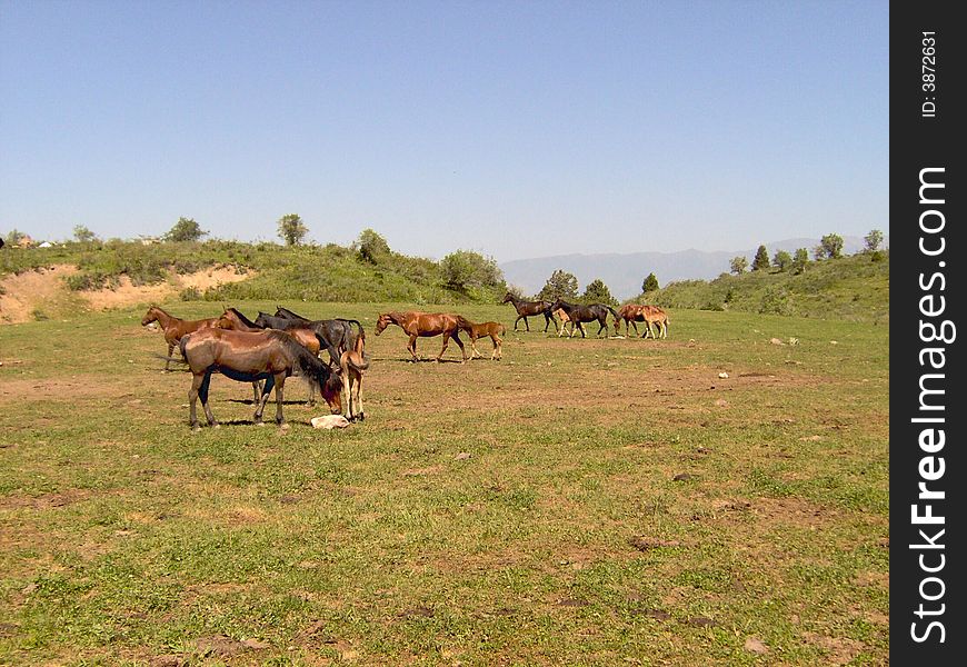 Horses in mountains. Uzbekistan, Chimgan region, spring 2006