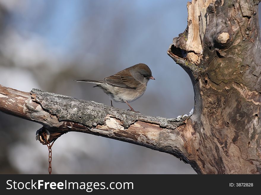 Photo of a Junco resting on a tree limb. Photo of a Junco resting on a tree limb.
