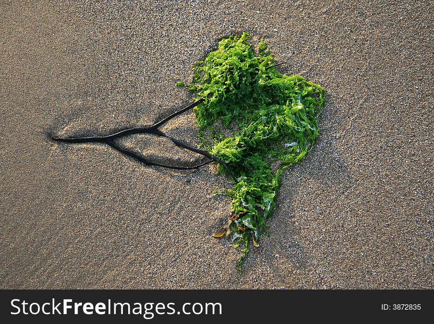 Sea weed in the shape of a tree. Sea weed in the shape of a tree