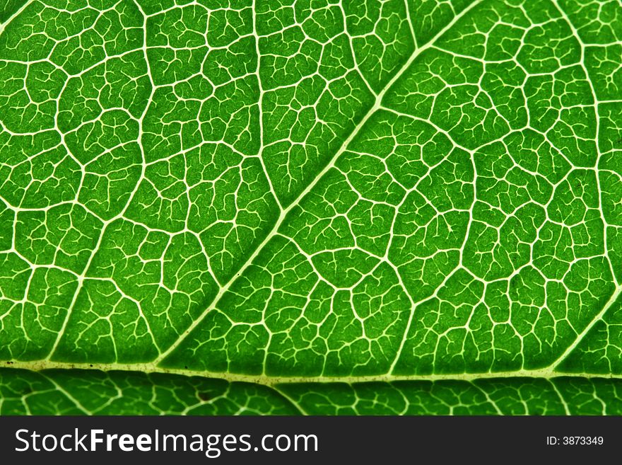 A macro shot of a green leaf