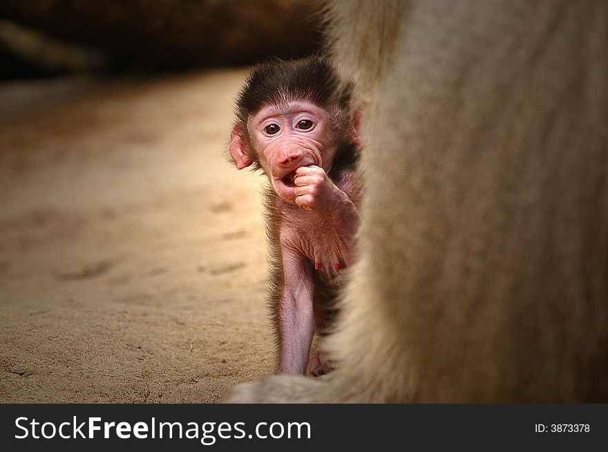 A small African Hamadryas Baboon