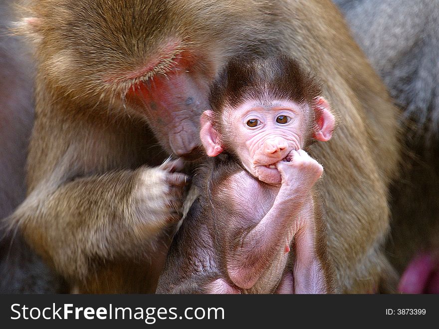 Hamadryas Baboon