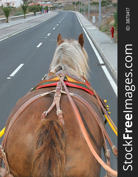 Horse walking on a road