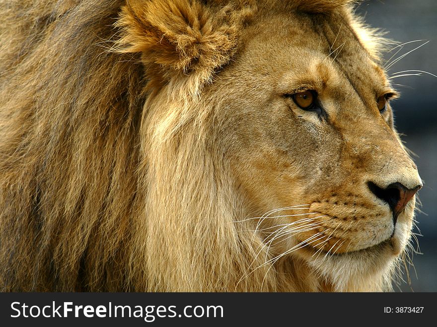 A shot of a male lion. A shot of a male lion