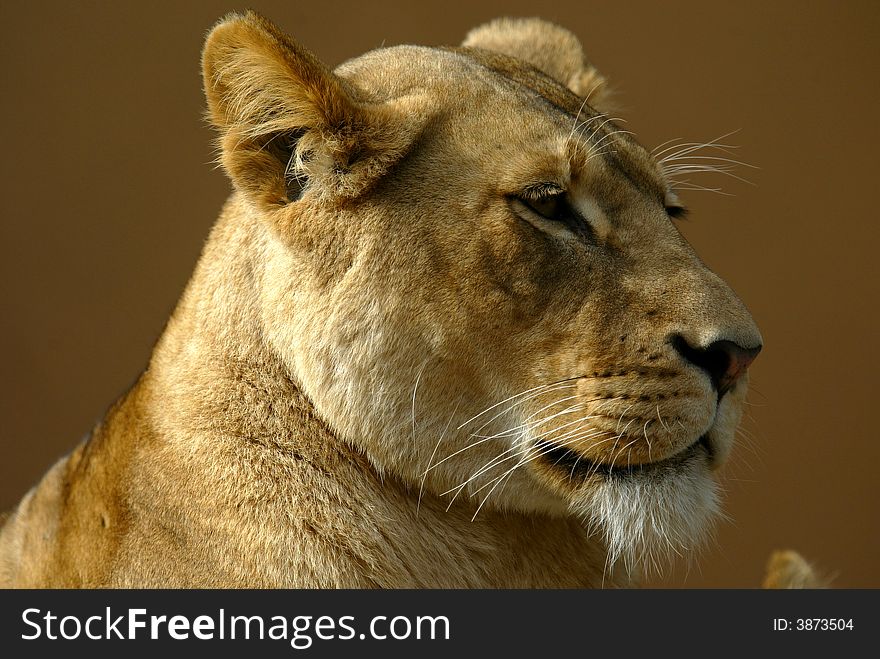 A shot of a female lioness. A shot of a female lioness