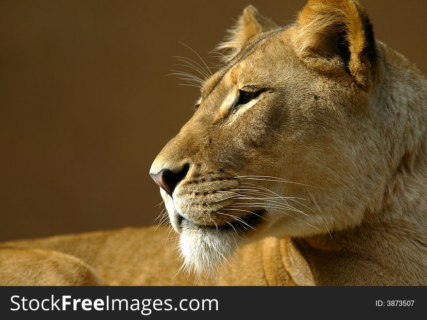 A shot of a female lioness. A shot of a female lioness