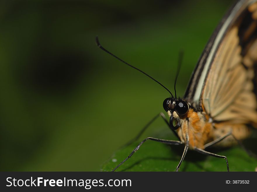 A macro image of a butterfly with very large eyes. A macro image of a butterfly with very large eyes.