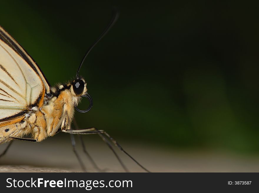 A close image of a butterfly showing the large eyes and antenna. A close image of a butterfly showing the large eyes and antenna.