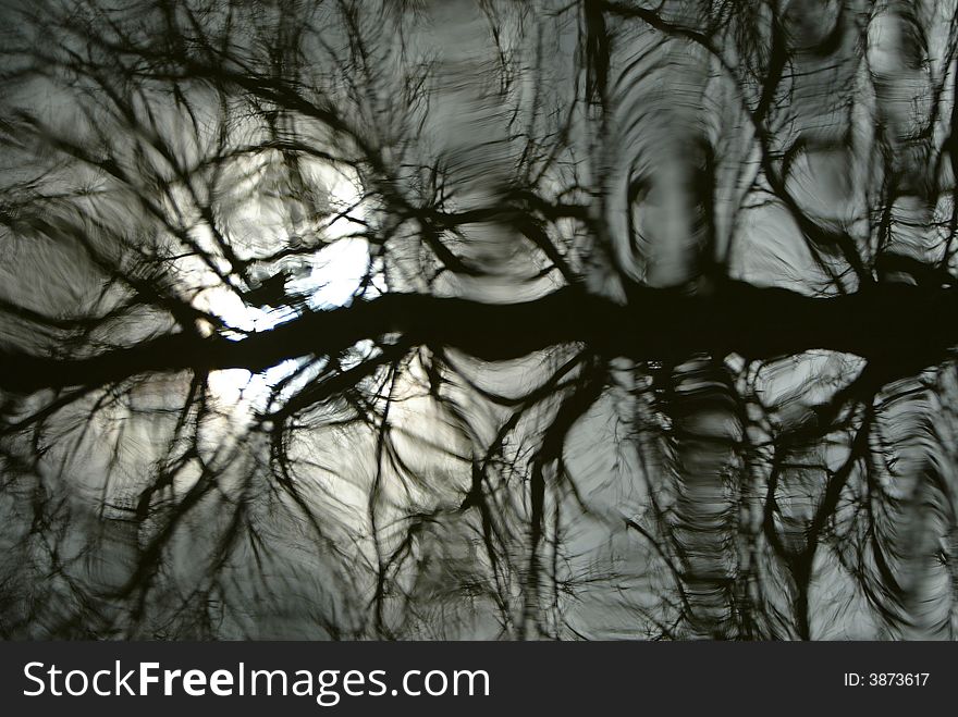 A shot of a tree reflecting in a pond. A shot of a tree reflecting in a pond
