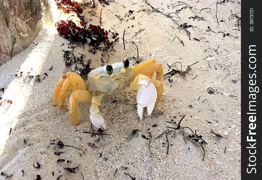 Beach crab crab  crustacean jaune orange sable sand sea yellow