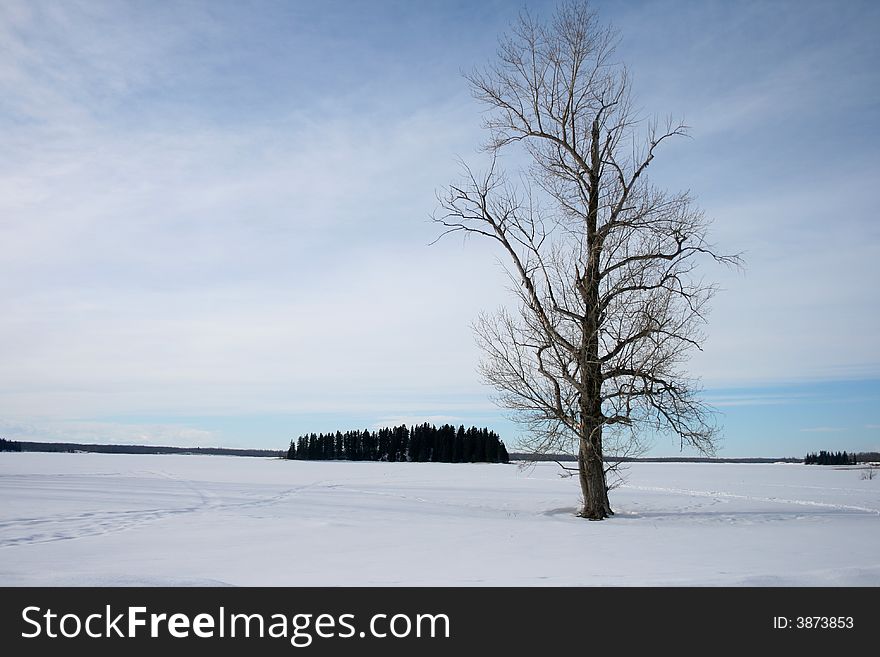 A tall and stately tree standing in a snow covered field. A tall and stately tree standing in a snow covered field