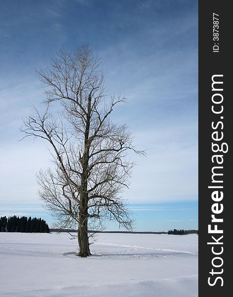 A tall and stately tree standing in a snow covered field. A tall and stately tree standing in a snow covered field