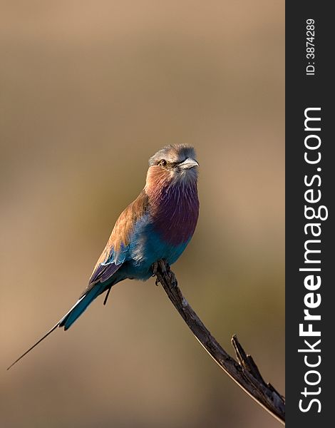 Lilac-breasted roller, Samburu National Park, Kenya, Africa. Caught in the golden light of sunset.