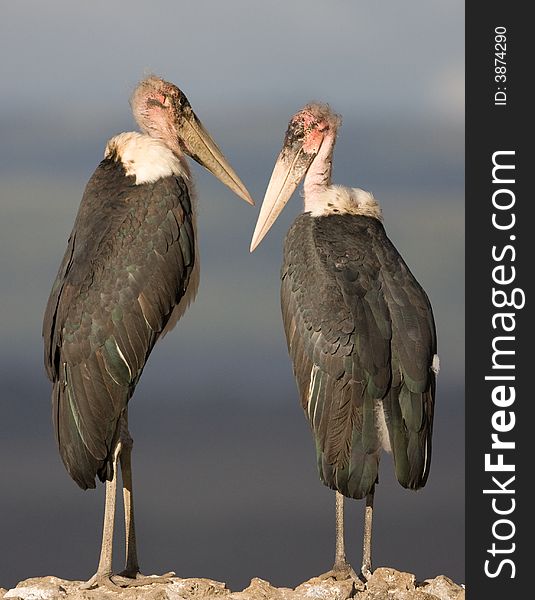 Marabou Stork Pair, Lake Nakuru National Park