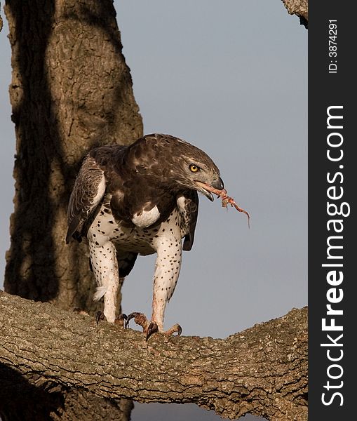 Adult Martial Eagle with kill, consuming the last of an African hare.