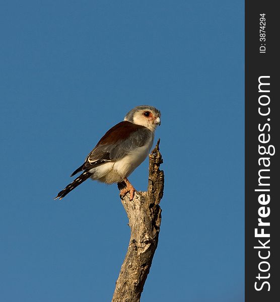 Male Pygmy Falcon, one of the smallest birds of prey. Samburu National Park, Kenya.