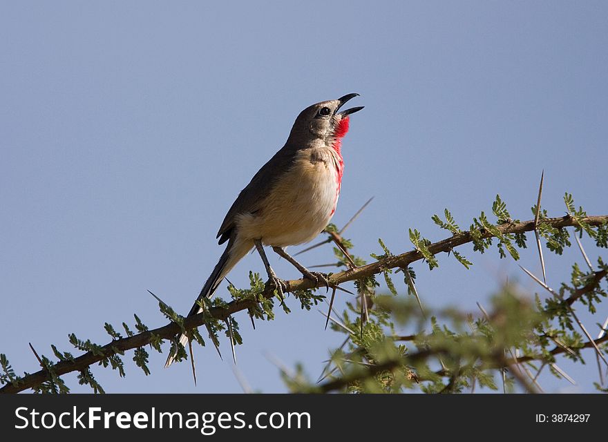 Rosy-patched bush Shrike, common to arid regions of northern Kenya, male.