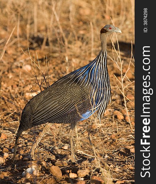 Vulturine guinea fowl, endemic to Samburu National Park, Kenya