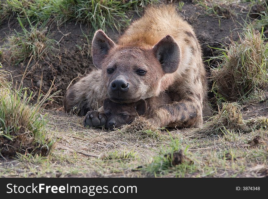 Mother Hyena protecting cub, Masai Mara Park, Kenya. Mother Hyena protecting cub, Masai Mara Park, Kenya