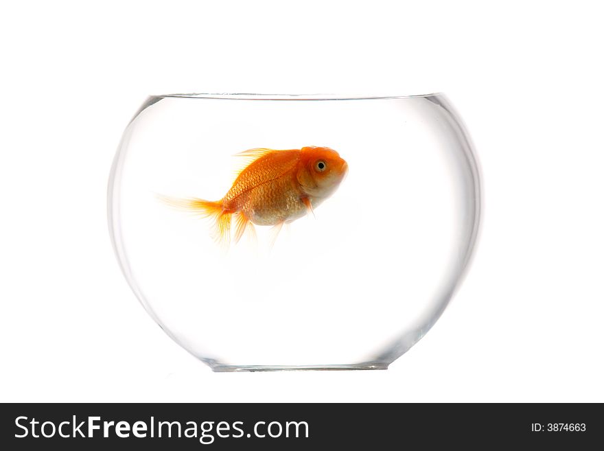An image of gold fish in aquarium. An image of gold fish in aquarium