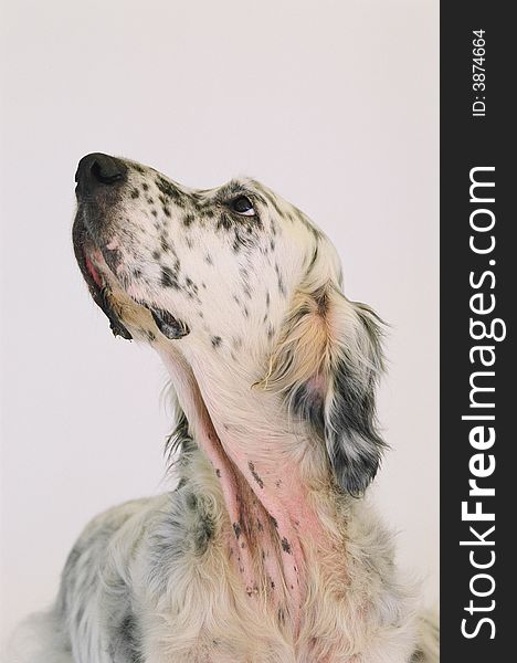 English Setter