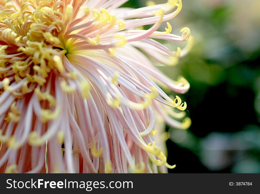 Chrysanthemum1