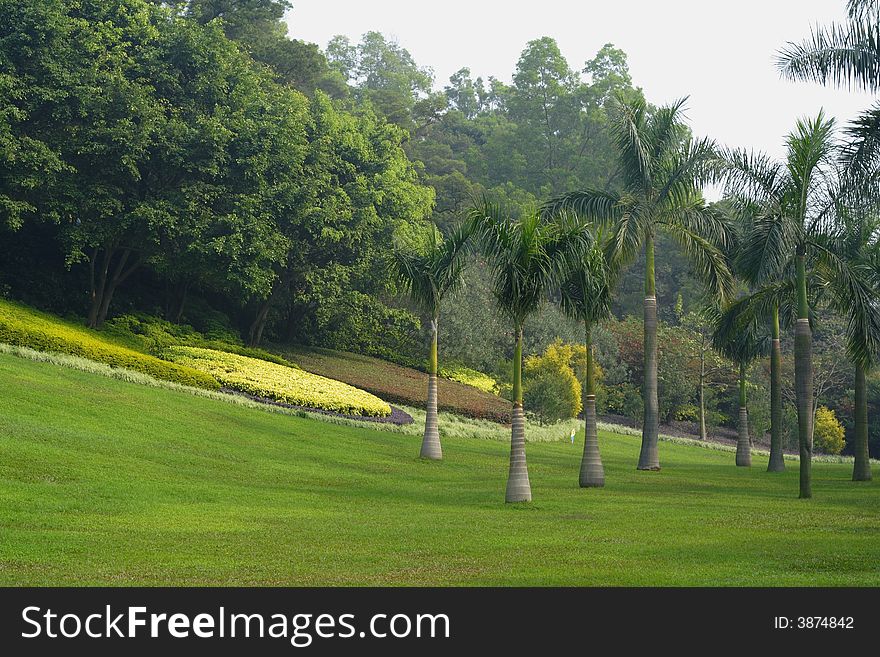 Landscape of park with lawn,woods,palm trees and gardening