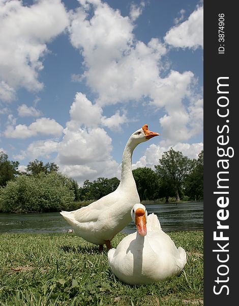 Goose floating down the river