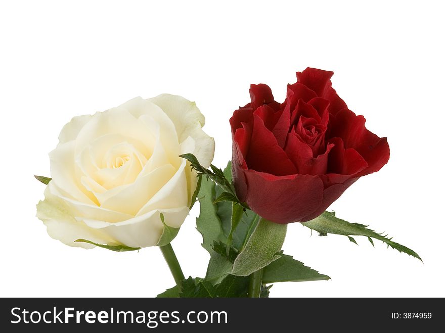 Beautiful red and white rose isolated on a white background