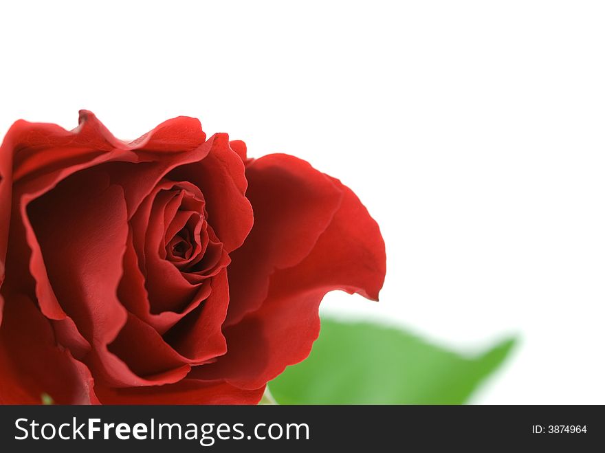 Beautiful red rose isolated on a white background