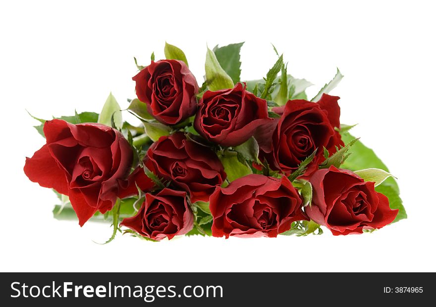 Beautiful red roses isolated on a white background