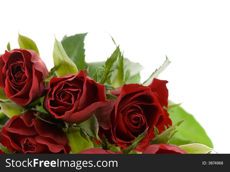 Beautiful red roses isolated on a white background