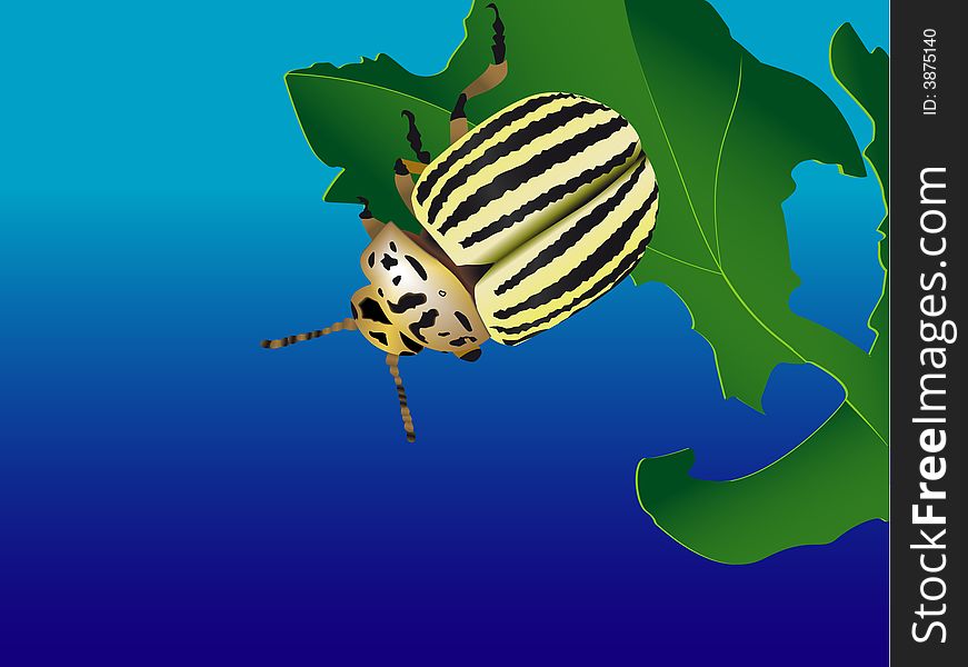 Striped Bug