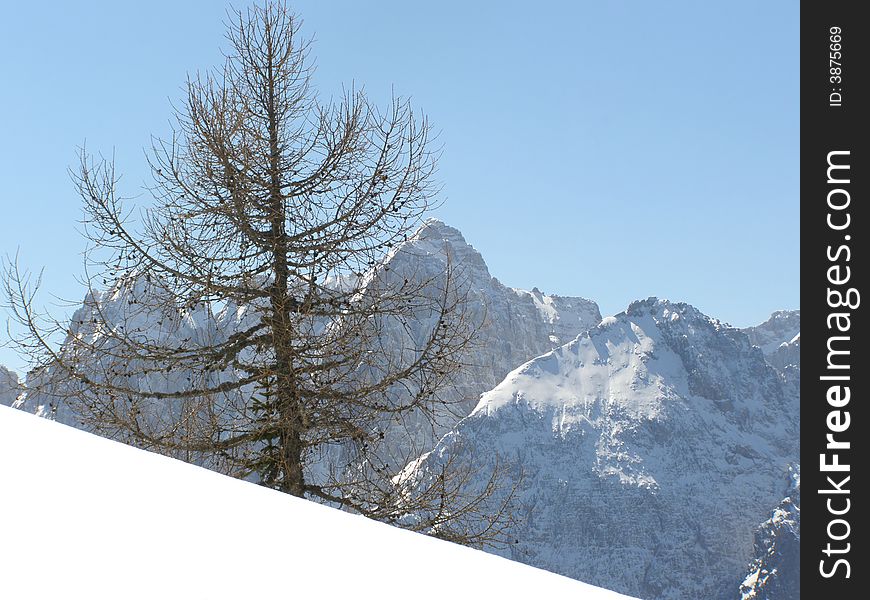 Beautiful winter mountain peaks covered in snow and fresh snow slope in front; alpine vegetation, clear blue sky day background, suitable for Christmas card. Beautiful winter mountain peaks covered in snow and fresh snow slope in front; alpine vegetation, clear blue sky day background, suitable for Christmas card